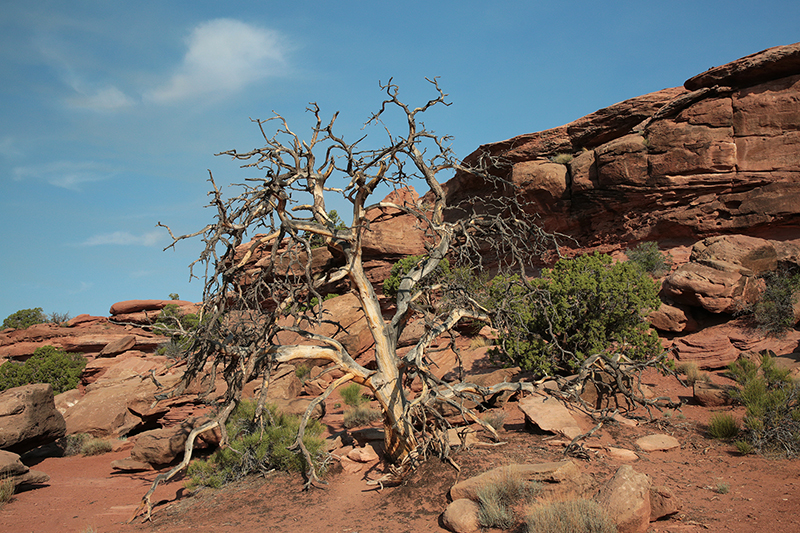 Canyonlands : Utah Landscapes : Landscape Photos : Richard Moore : Photographer